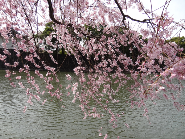 DSC00007皇居の桜2.jpg