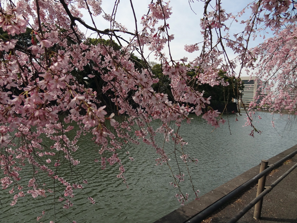 DSC00008皇居の桜3.jpg