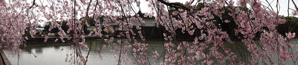 DSC00010皇居の桜4.jpg