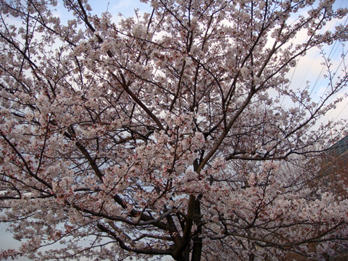 DSC01389横浜の桜2.jpg