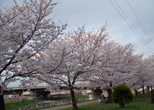 DSC01393横浜の桜6.jpg
