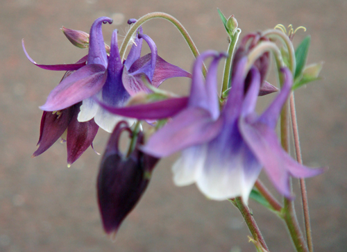 DSC01503紫の花1.jpg